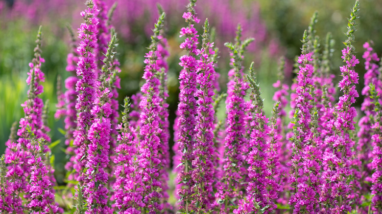 Closeup Purple loosestrife