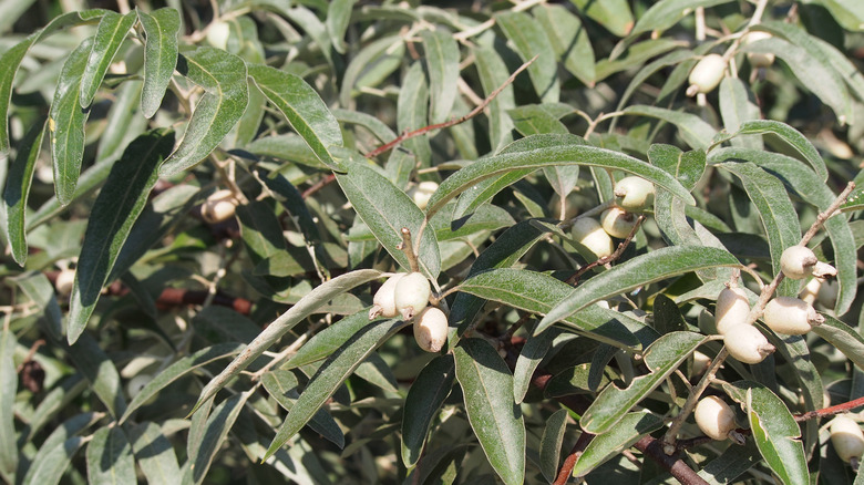 Closeup Russian olive in bloom