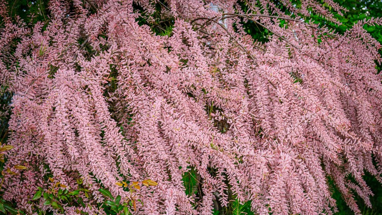 Blossoming soft pink Tamarisk