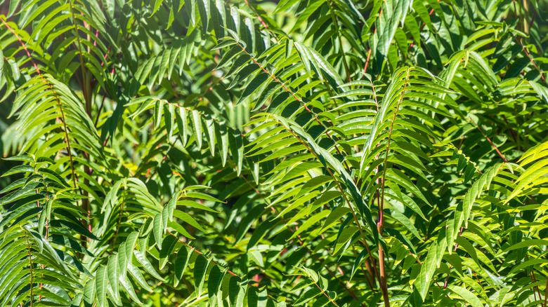 Ailanthus altissima tree