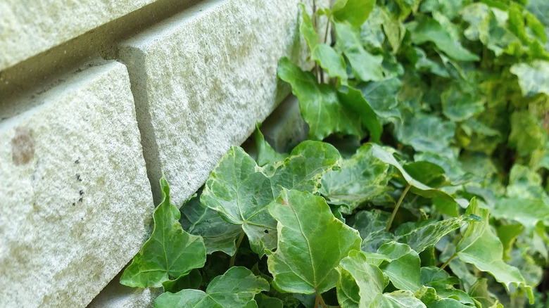 algerian ivy at the base of building 