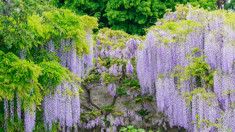 blooming chinese wisteria