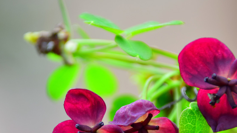 purple flowers of chocolate vine