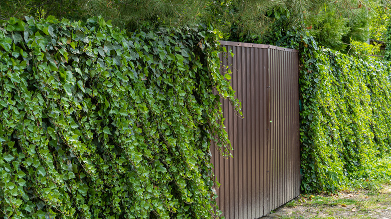 wall covered with english ivy