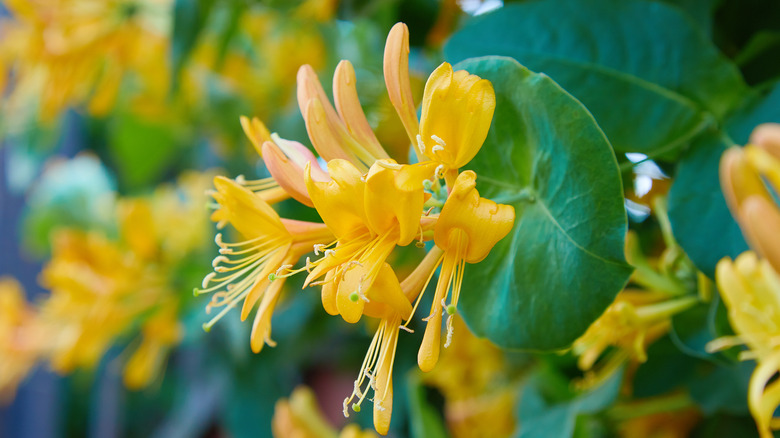 blooming yellow honeysuckle bush