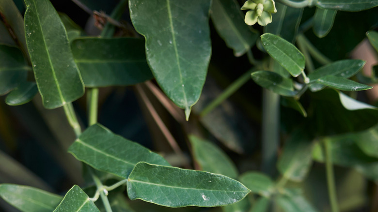 leaves of araujia sericifera 