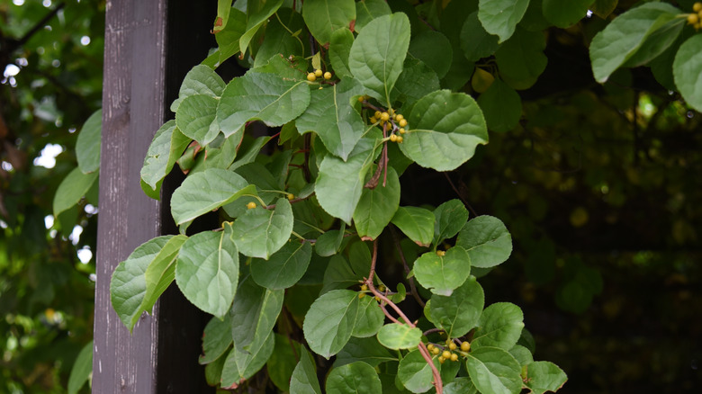 celastrus orbiculatus growing in garden