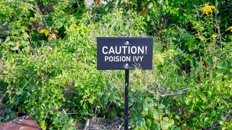 poison ivy caution sign