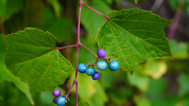 blue and purple fruit of porcelain berry