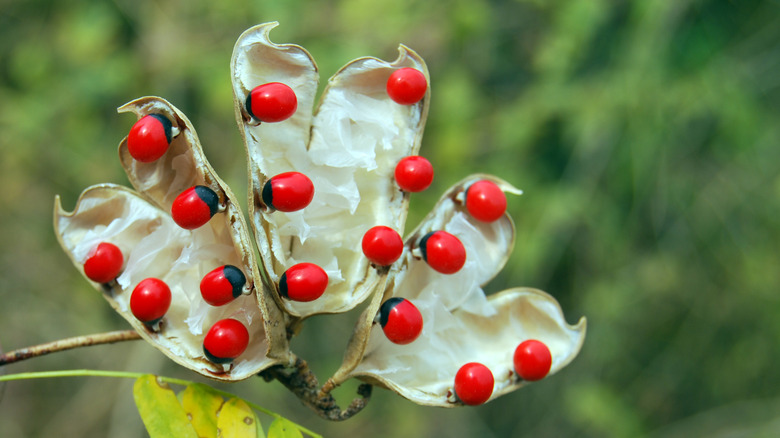 close-up of rosary pea 