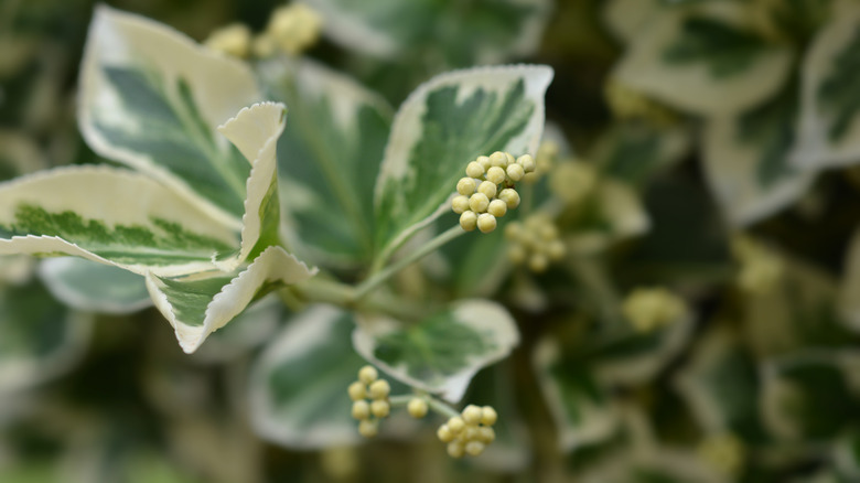 close-up shot of wintercreeper