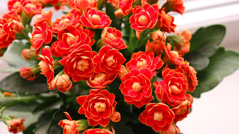 Calandiva plant with red blooms