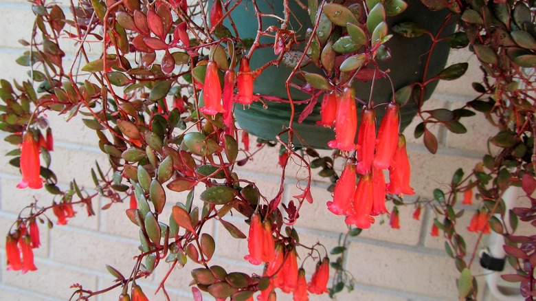 Chandelier plant with red blooms