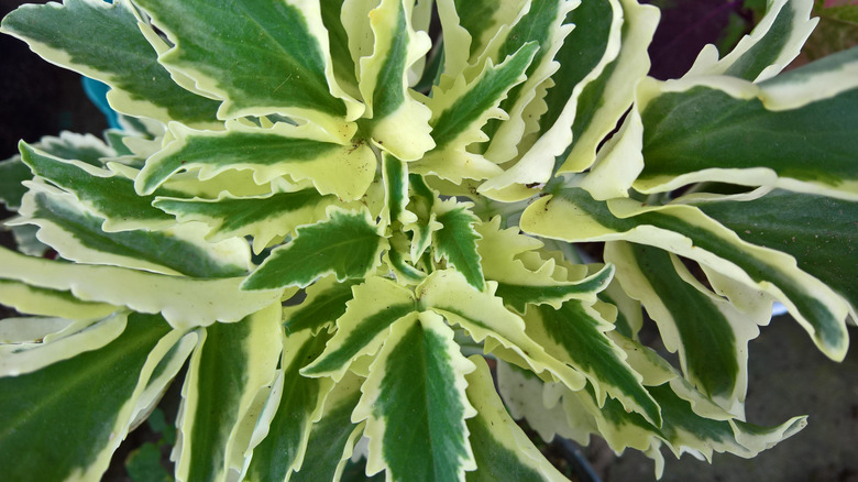 Christmas tree plant varigated foliage 