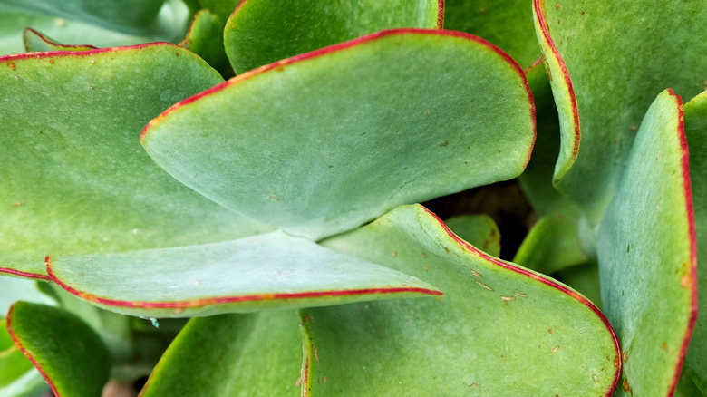 Common kalanchoe close up leaves