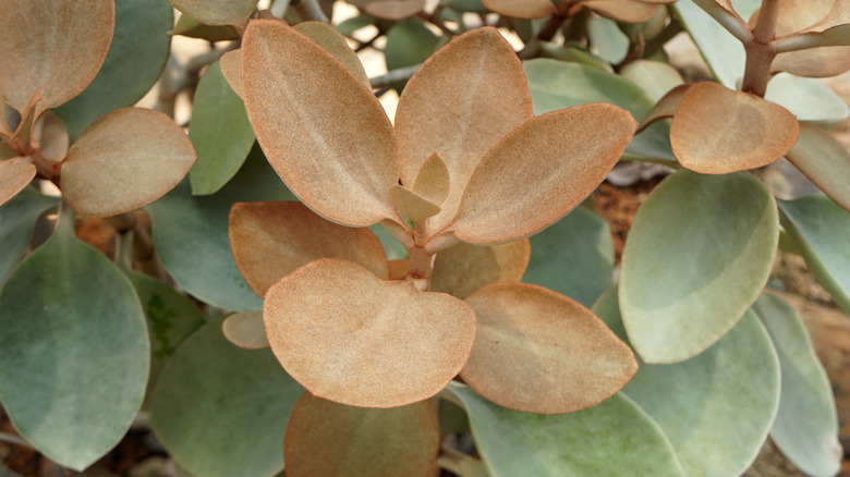 Copper spoon plant's orange foliage 