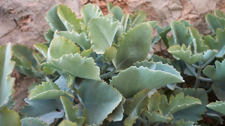 Felt bush plant's large leaves 