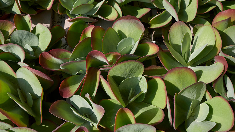 Flapjacks with muted foliage 