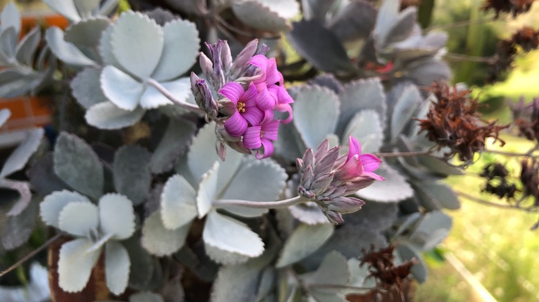 Flower dust plant serrated foliage 