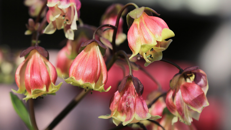 Kalanchoe 'Wendy' with blooming flowers 