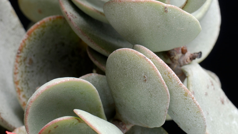 Mealy kalanchoe foliage close up