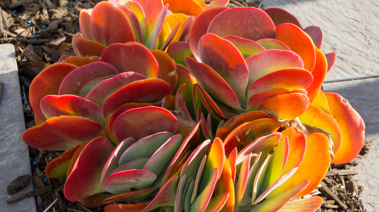 Paddle plant with bright foliage 