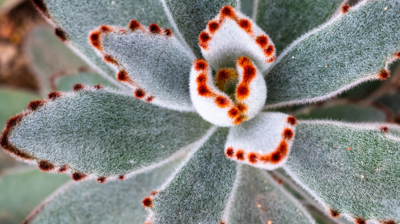 Panda plant with spotted leaves