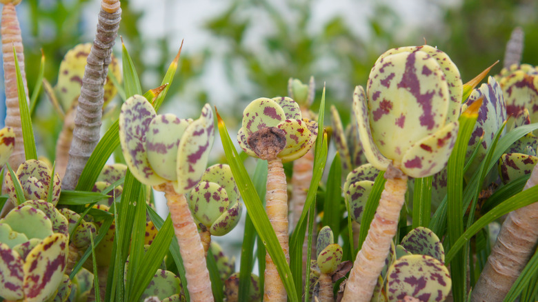 Penwiper leaves atop erect stems 