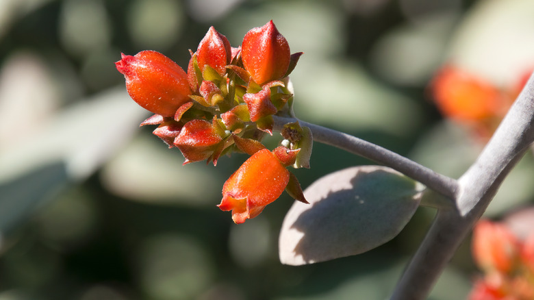 Silver teaspoons plant in bloom 