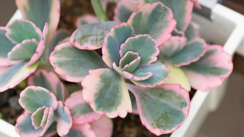 Variegated kalanchoe with colorful leaves 