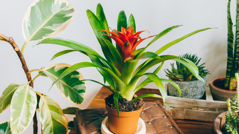 Young Bromeliad in a container