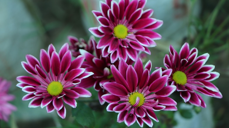 Purple and white Chrysanthemum flowers