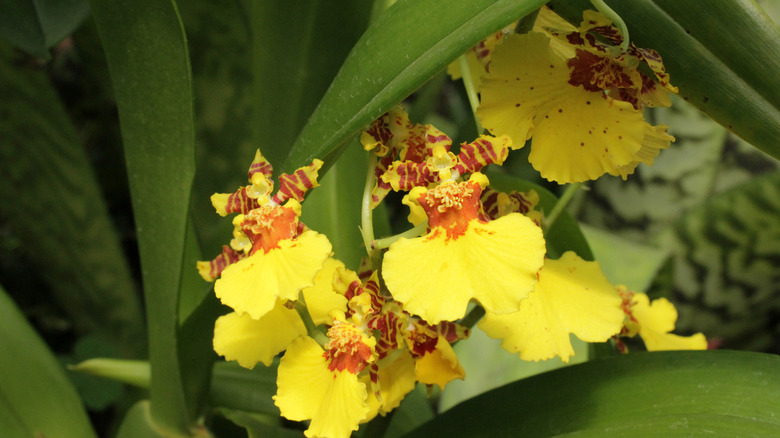 Dancing lady orchid in yellow