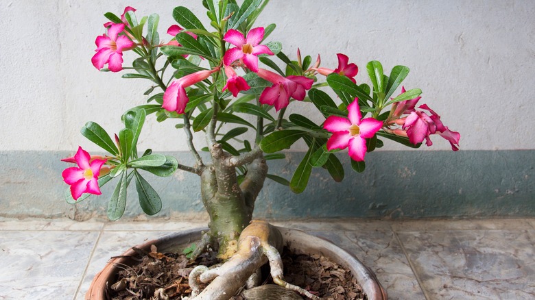 Desert rose plant with flowers