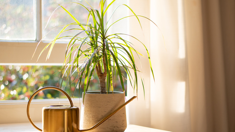 Dragon tree near a window