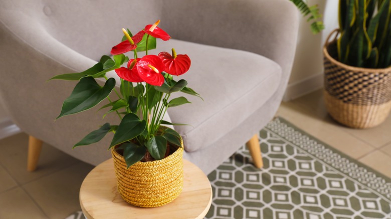 Flamingo flower on small table