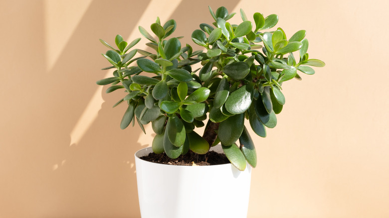 Jade plant against beige wall