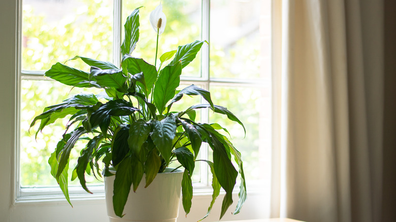 Peace lily in bright window