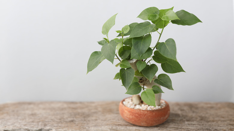 Peepul bonsai in tiny pot