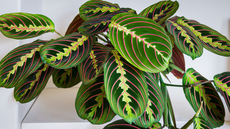 Prayer plant's large green foliage 