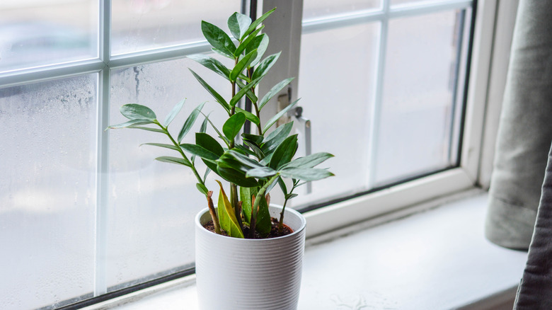 Small zz plant in window