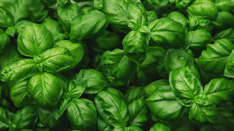 basil with droplets of water