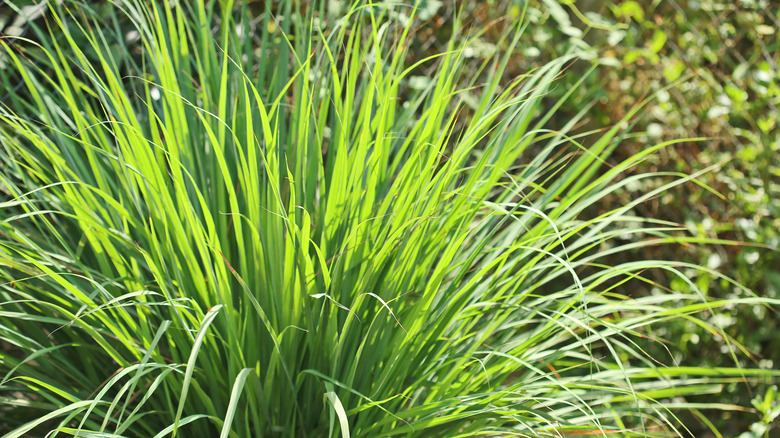 citronella grass growing