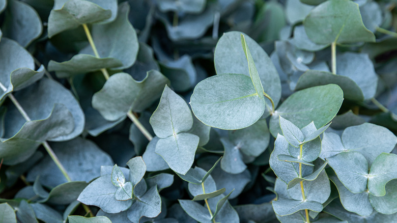 eucalyptus leaves on branches