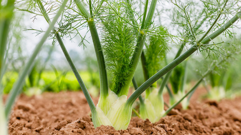 fennel growing out of dirt