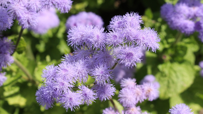 purple floss flowers