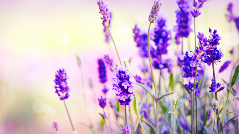 sprigs of lavender