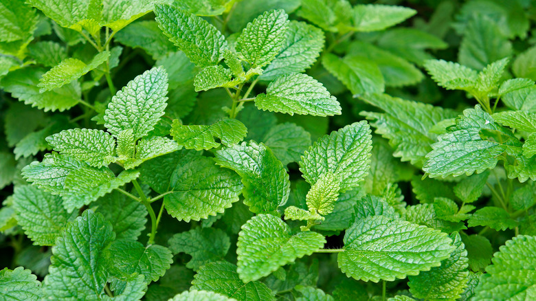 lemon balm in a garden