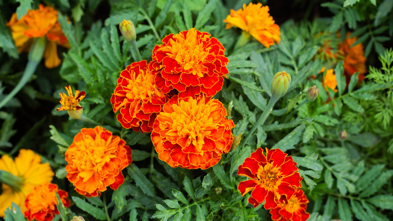 orange marigolds