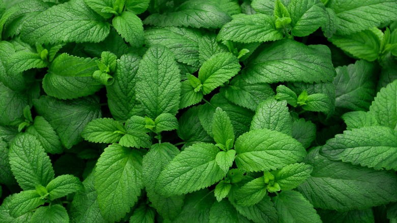 peppermint leaves in a garden